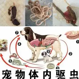 给狗狗体内驱虫老是吐出来(狗狗体内驱虫之后呕吐,应该断食吗)