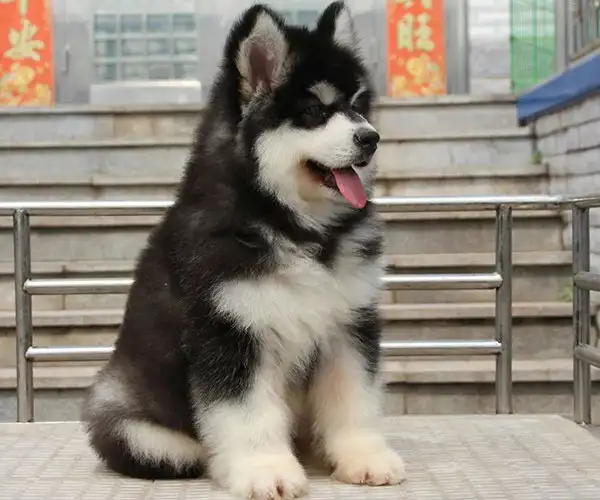 买纯种阿拉斯加犬幼犬(纯种阿拉斯加犬幼犬多少钱一只)