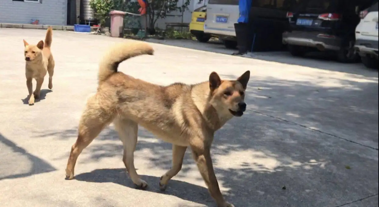 中华田园犬现在哪里还有(中华田园犬现在哪里还有卖)