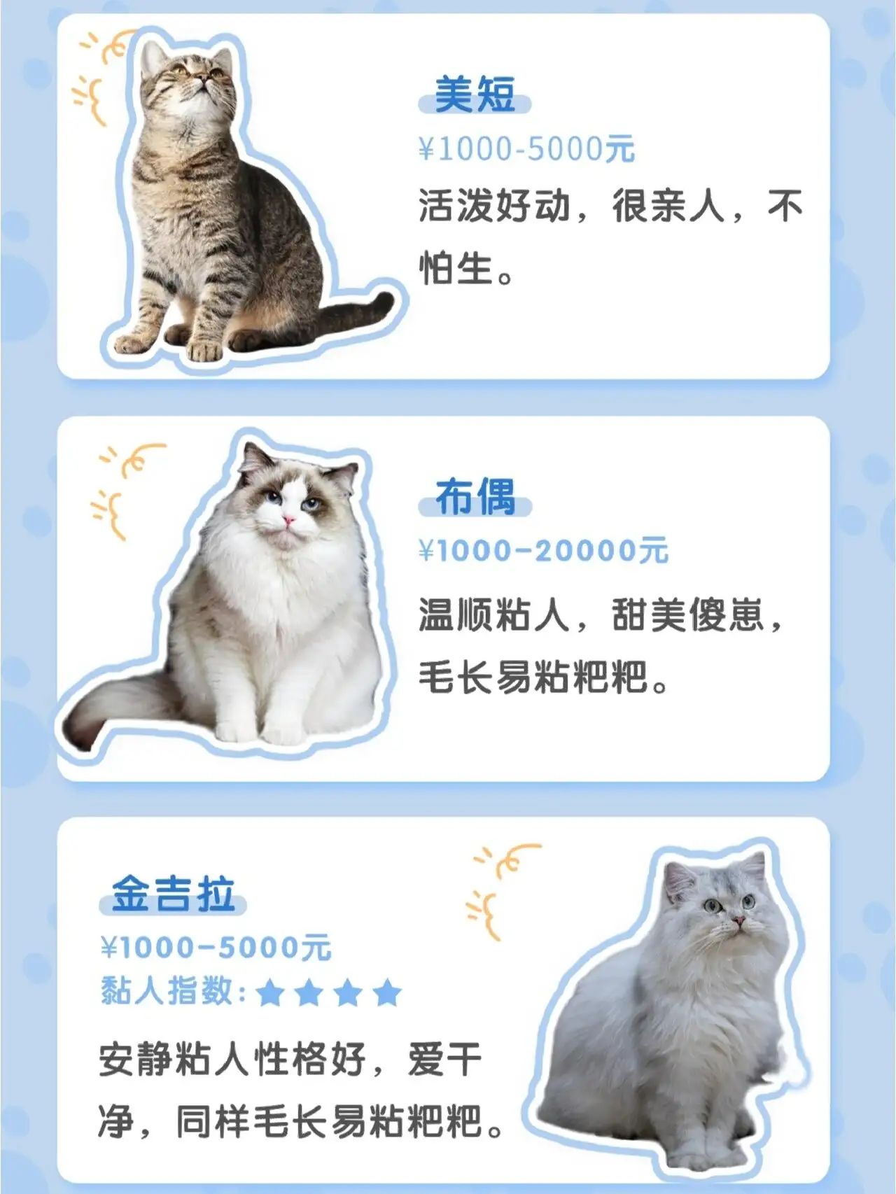 狮子猫市场价多少钱一只(狮子猫市场价多少钱一只及图片)