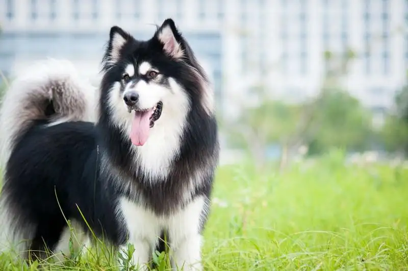 阿拉斯加犬一只多少元(阿拉斯加犬一只多少元啊)