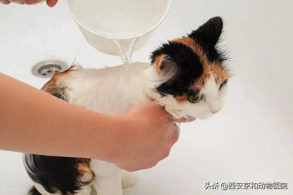 猫咪讨厌洗澡怎么办(猫咪特别讨厌洗澡怎么办)