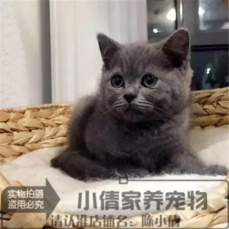 英国折耳短毛猫(英国折耳短毛猫图片)