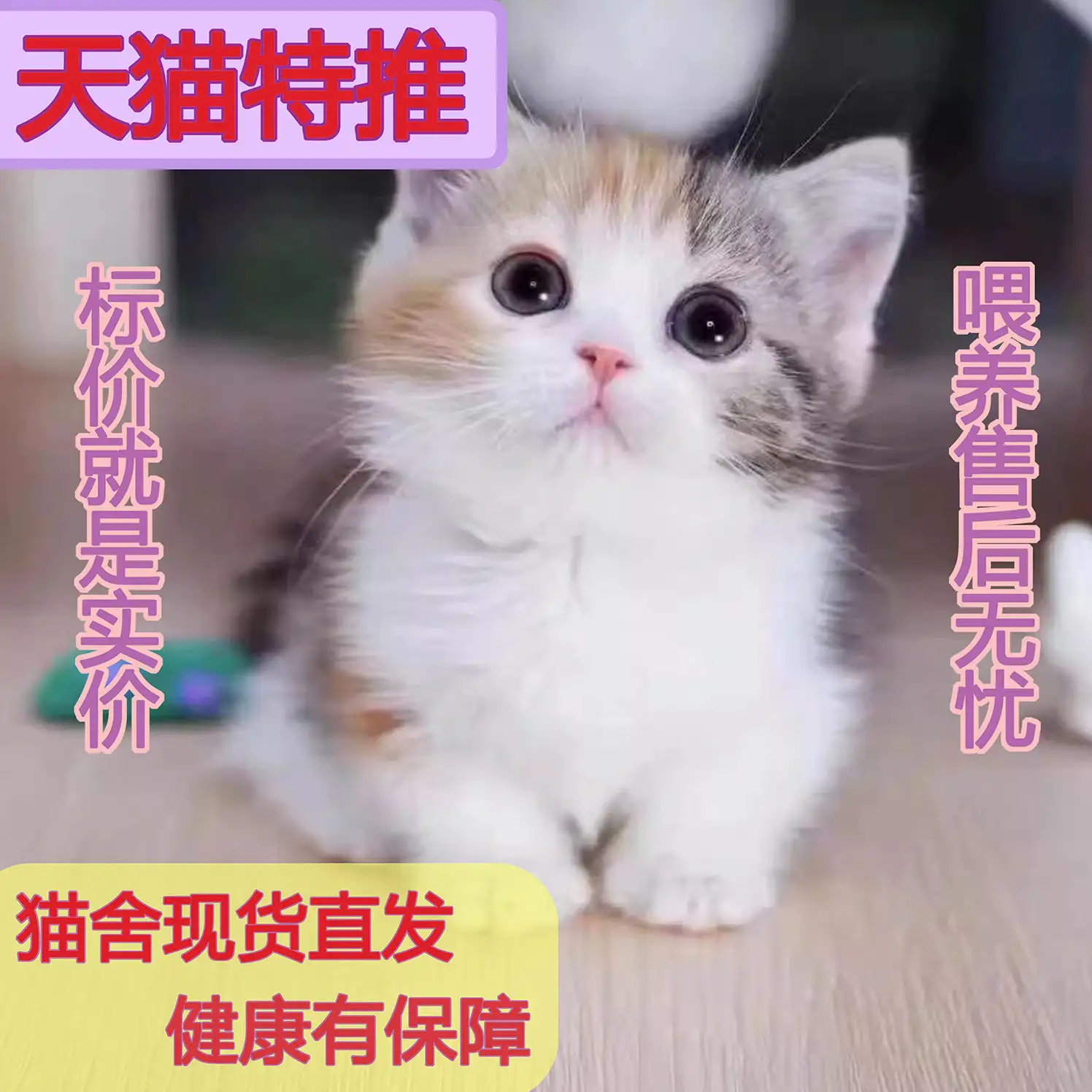 奶牛猫咪多少钱一只(奶牛猫咪多少钱一只幼崽)