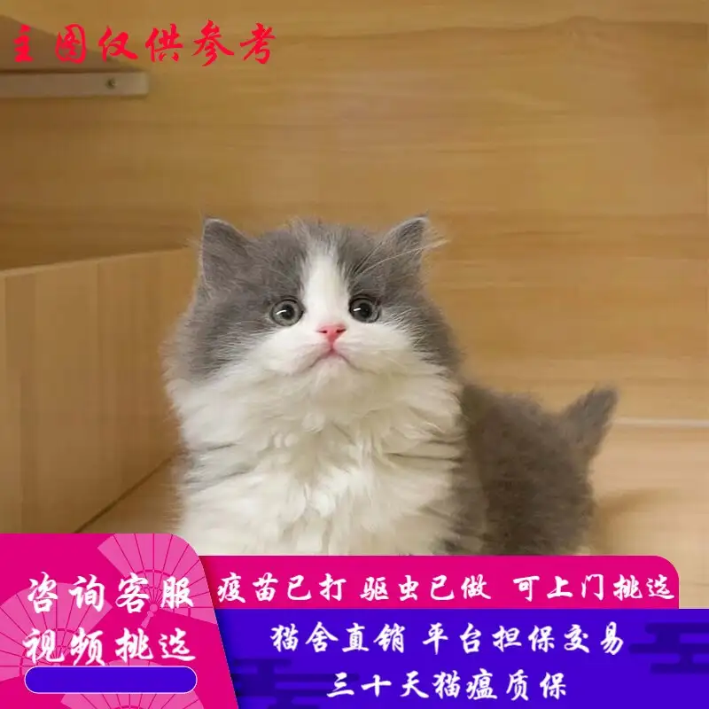 曼基康猫的寿命(曼基康猫的寿命有多长)