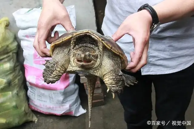 鳄龟能放生吗(鳄龟可以放生嘛)