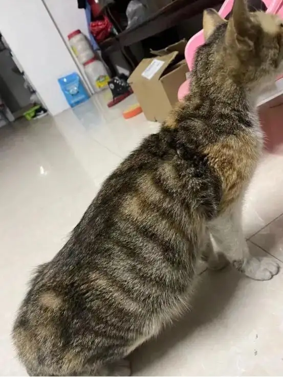 猫咪不能排便肚子很大怎么办(猫咪不能排便肚子很大怎么办呀)