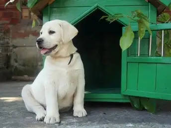 拉布拉多幼犬好养活吗(拉布拉多幼犬好养活吗知乎)