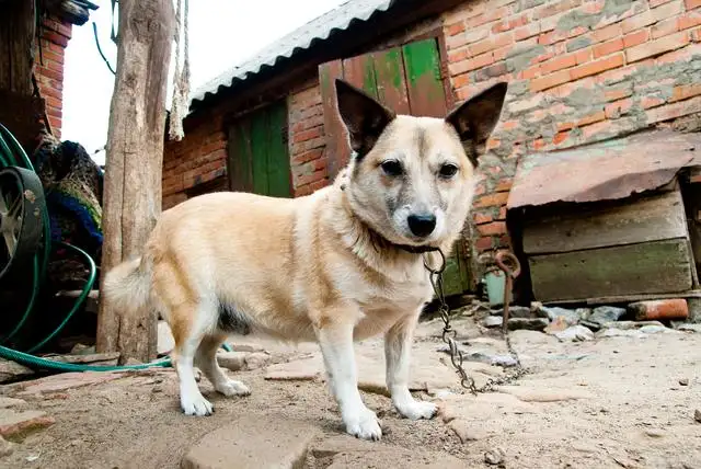 中国中华田园犬(中国中华田园犬外国人)