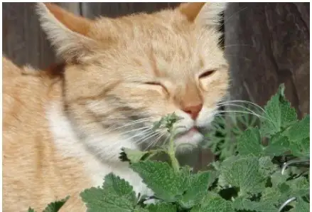 小猫多大可以吃猫薄荷(小猫多大可以吃猫薄荷球)