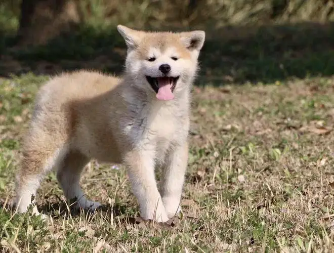 成都市可以养秋田犬吗(成都秋田犬价格多少钱一只)