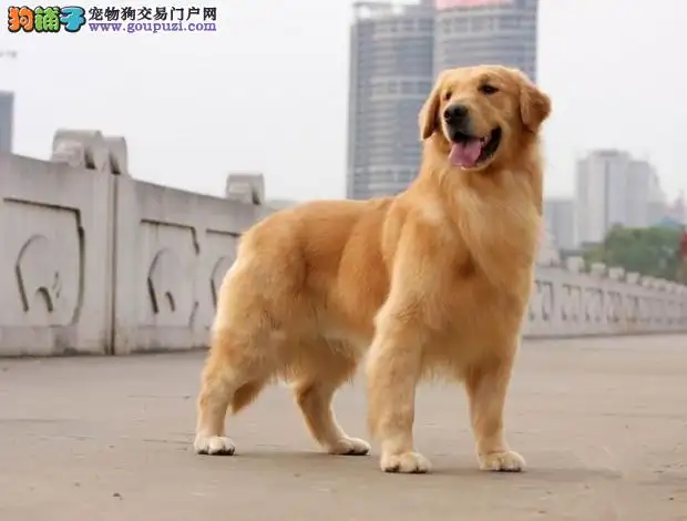 金毛犬多少钱一只价钱(金毛犬价格大概多少钱一只)