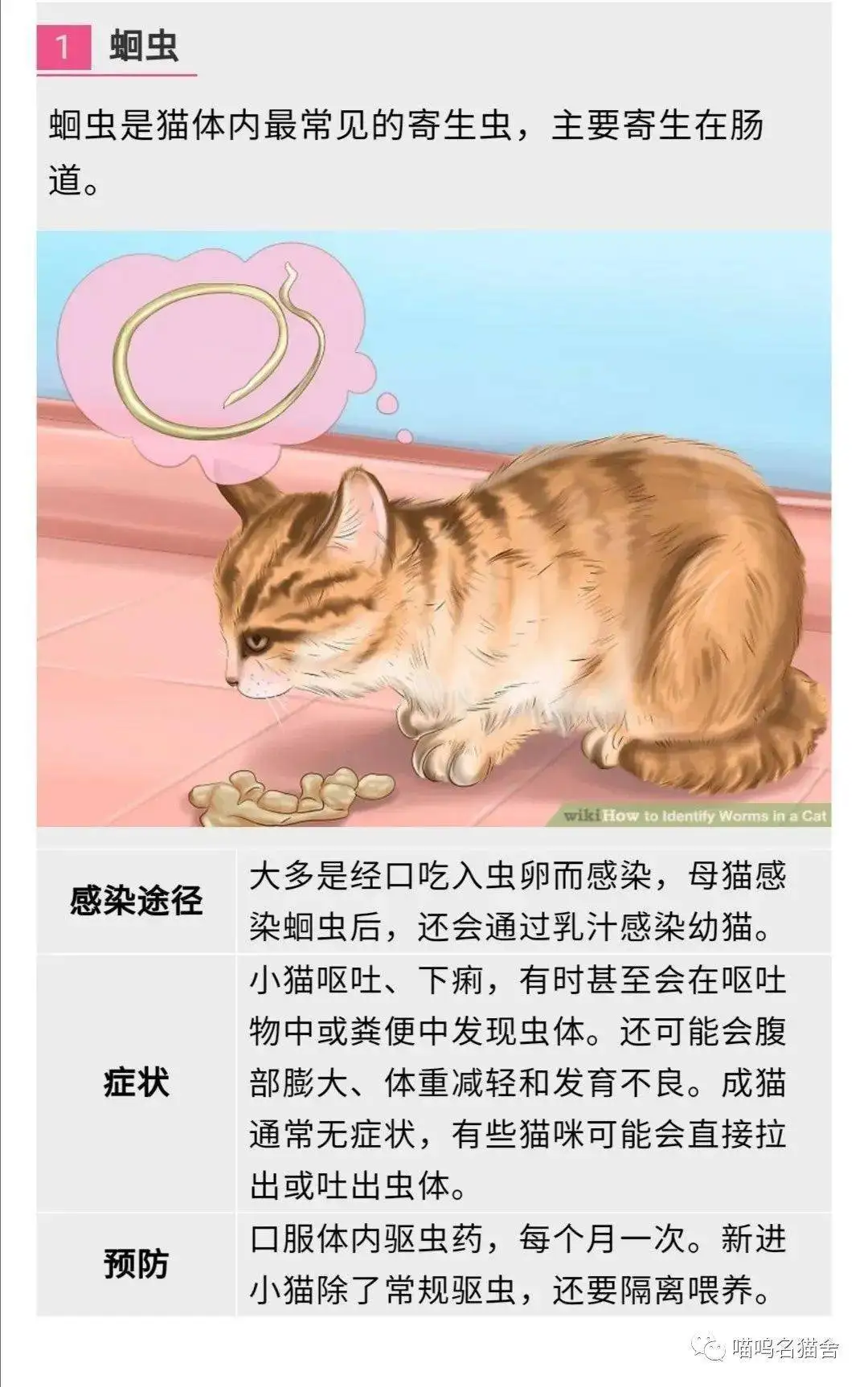 猫用体内驱虫吗(猫需要体内驱虫还是体外驱虫)