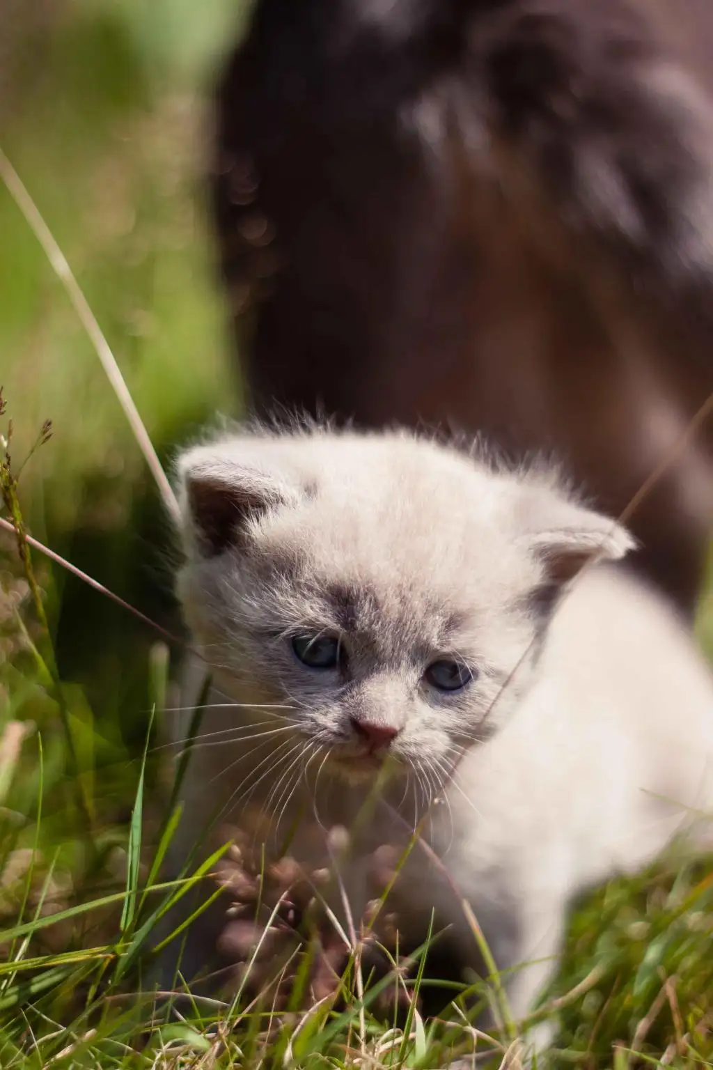 丁香蓝猫(丁香蓝猫值多少钱?)