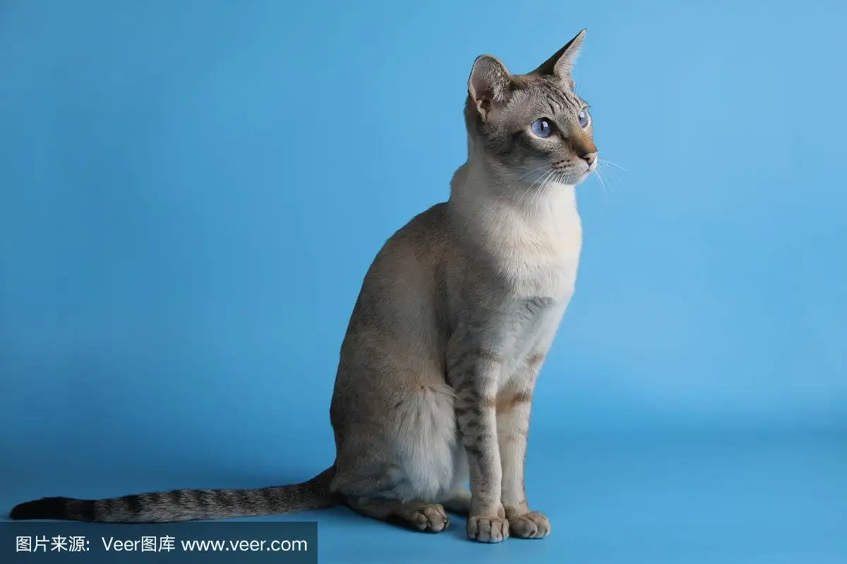 猫眼睛蓝色是什么品种(猫咪眼睛蓝色是什么品种)