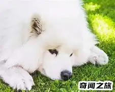 萨摩耶犬犬多少钱(萨摩耶犬多少钱一只市场价)