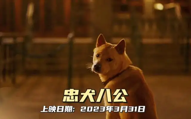 忠犬八公观后感简短(忠犬八公观后感600字)