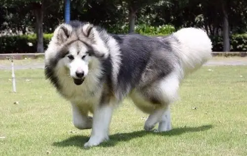 阿拉斯加幼犬呼吸急促(阿拉斯加幼犬呼吸急促时而有咔咔的声音)