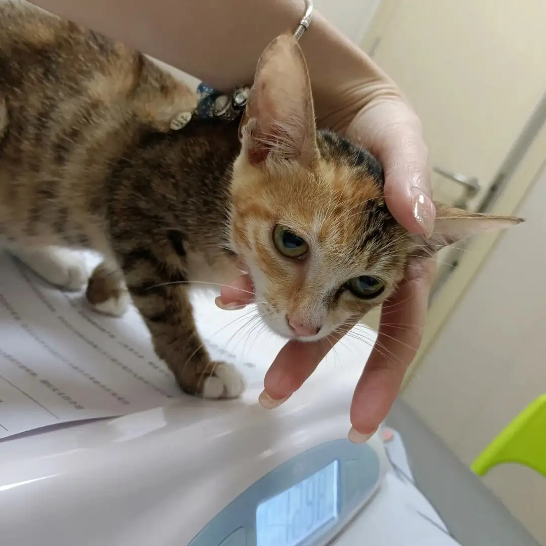 猫得了干性传腹有什么症状(猫干性传腹需要怎样才能确诊)