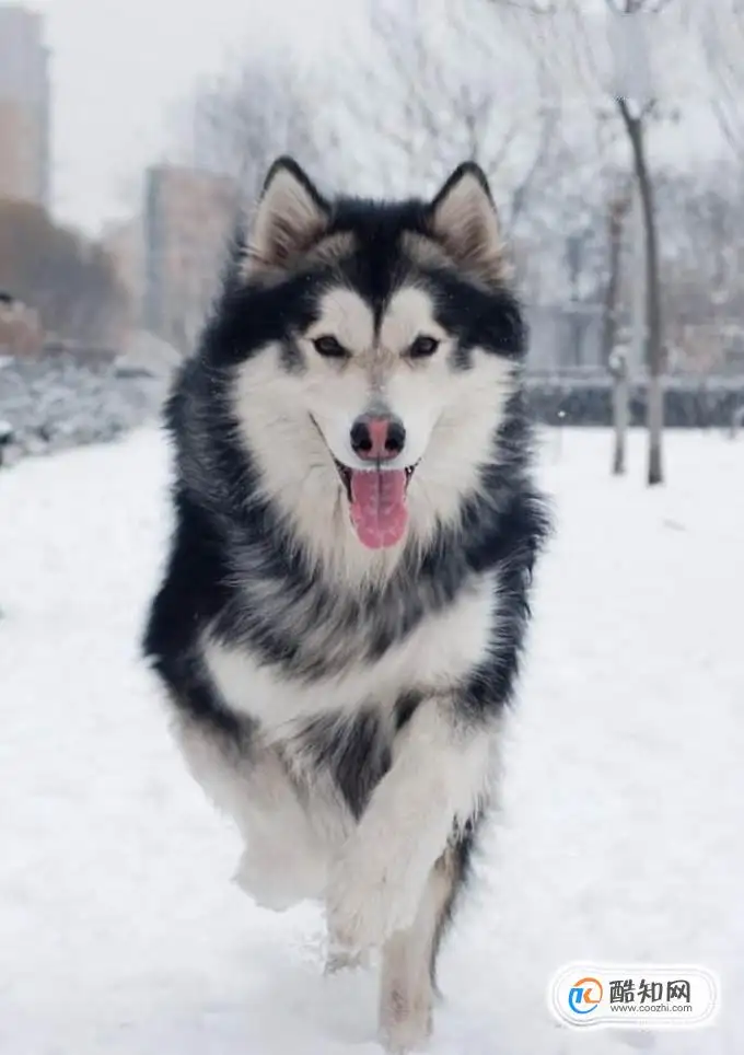 阿拉斯加犬雪橇犬(阿拉斯加犬雪橇犬好养吗)