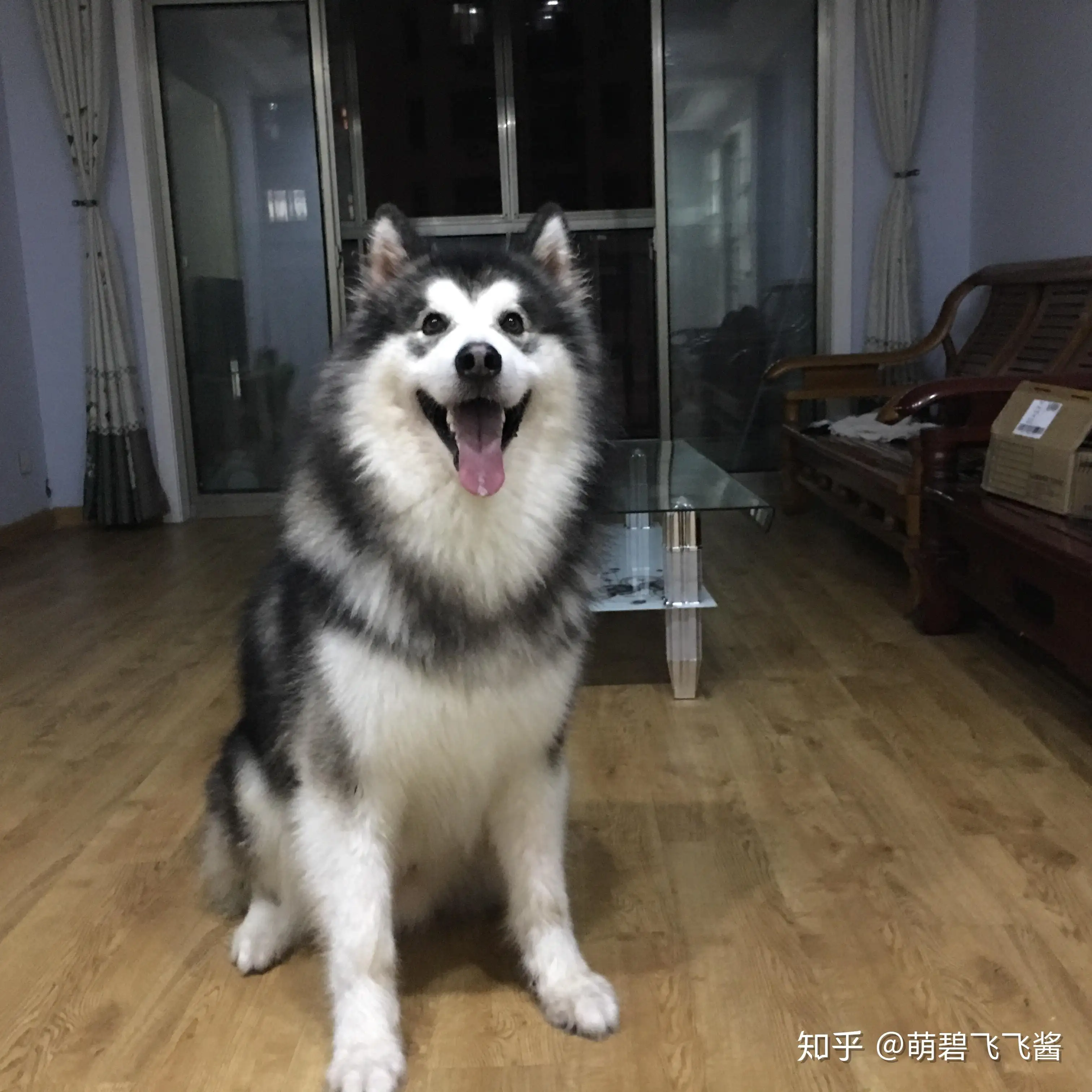 阿拉斯加犬雪橇犬(阿拉斯加犬雪橇犬好养吗)