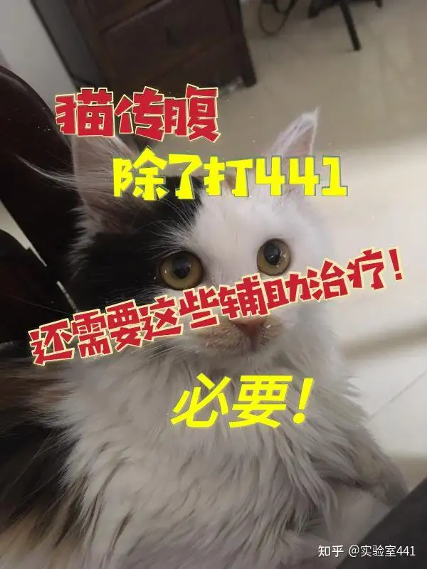 猫传腹打(猫传腹打441要打多久)