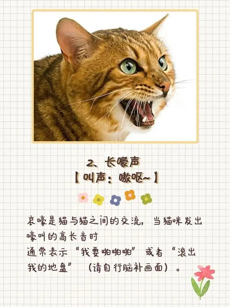 猫咪发出咕噜咕噜的声音什么意思(猫咪发出咕噜咕噜的声音什么意思啊)