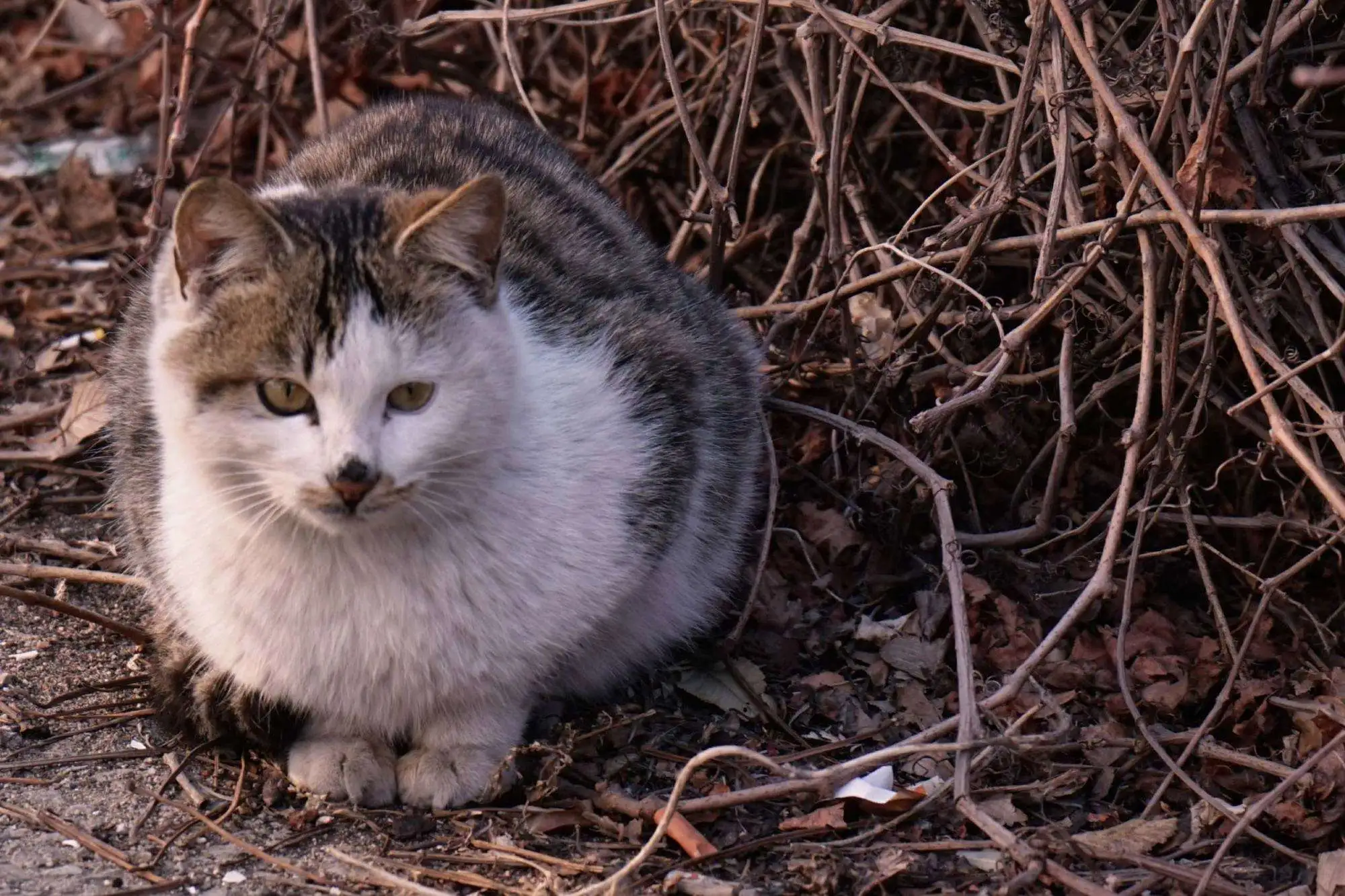 流浪猫的种类(流浪猫种类大全)