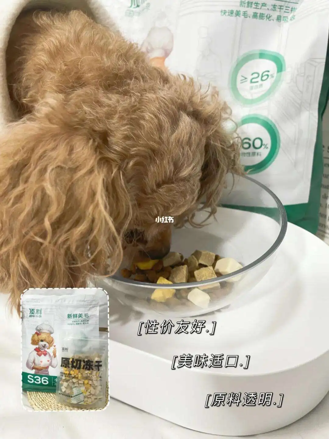 小型泰迪犬吃什么狗粮(国产十大口碑最好的狗粮)