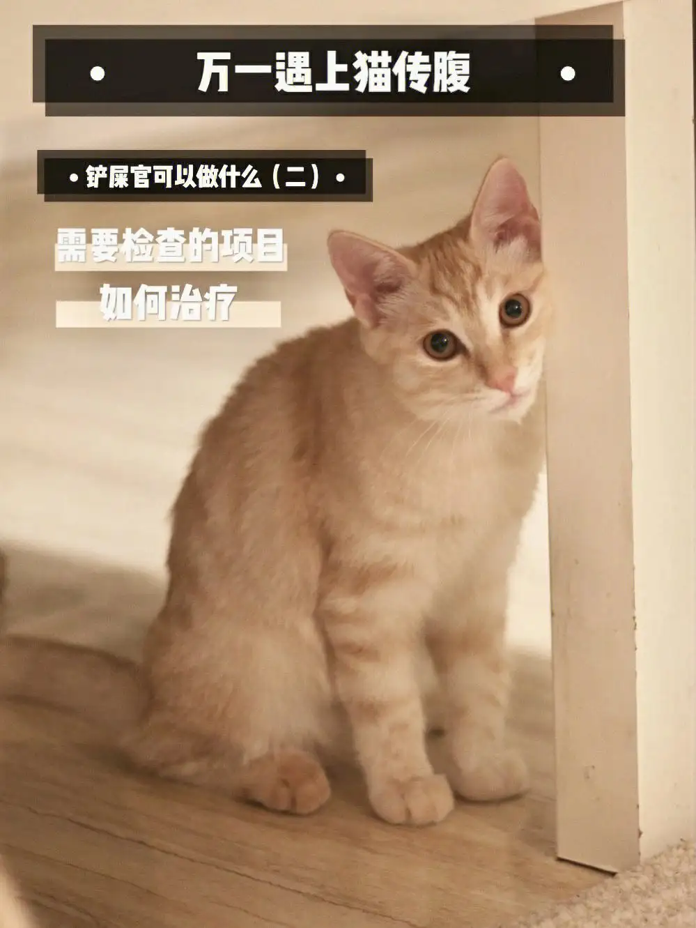 猫得了干性传腹有什么症状(猫干性传腹需要怎样才能确诊)