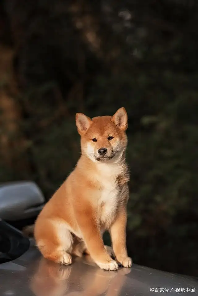 柴犬是什么犬型(柴犬是什么犬型图片)