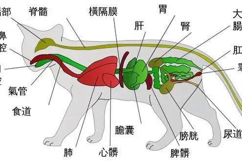 猫为什么会得干性传腹(猫干性传腹是怎么引起的)