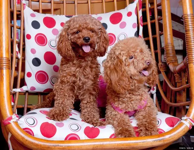 泰迪和贵宾犬哪个聪明(泰迪和贵宾犬哪个聪明点)