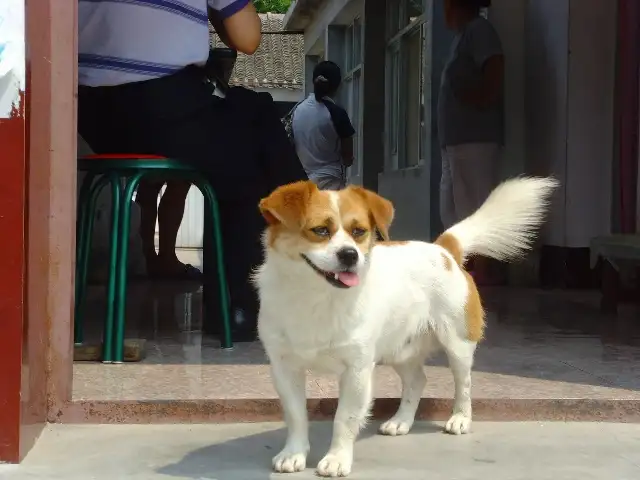 小花狗中华田园犬(小中华田园犬值多少钱)