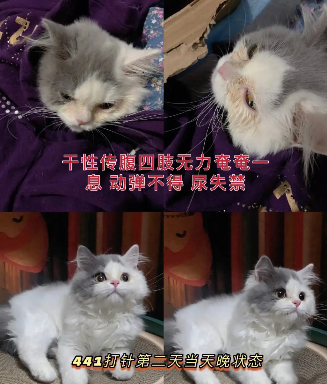 猫得的传腹是什么病(猫咪得传腹的早期症状)