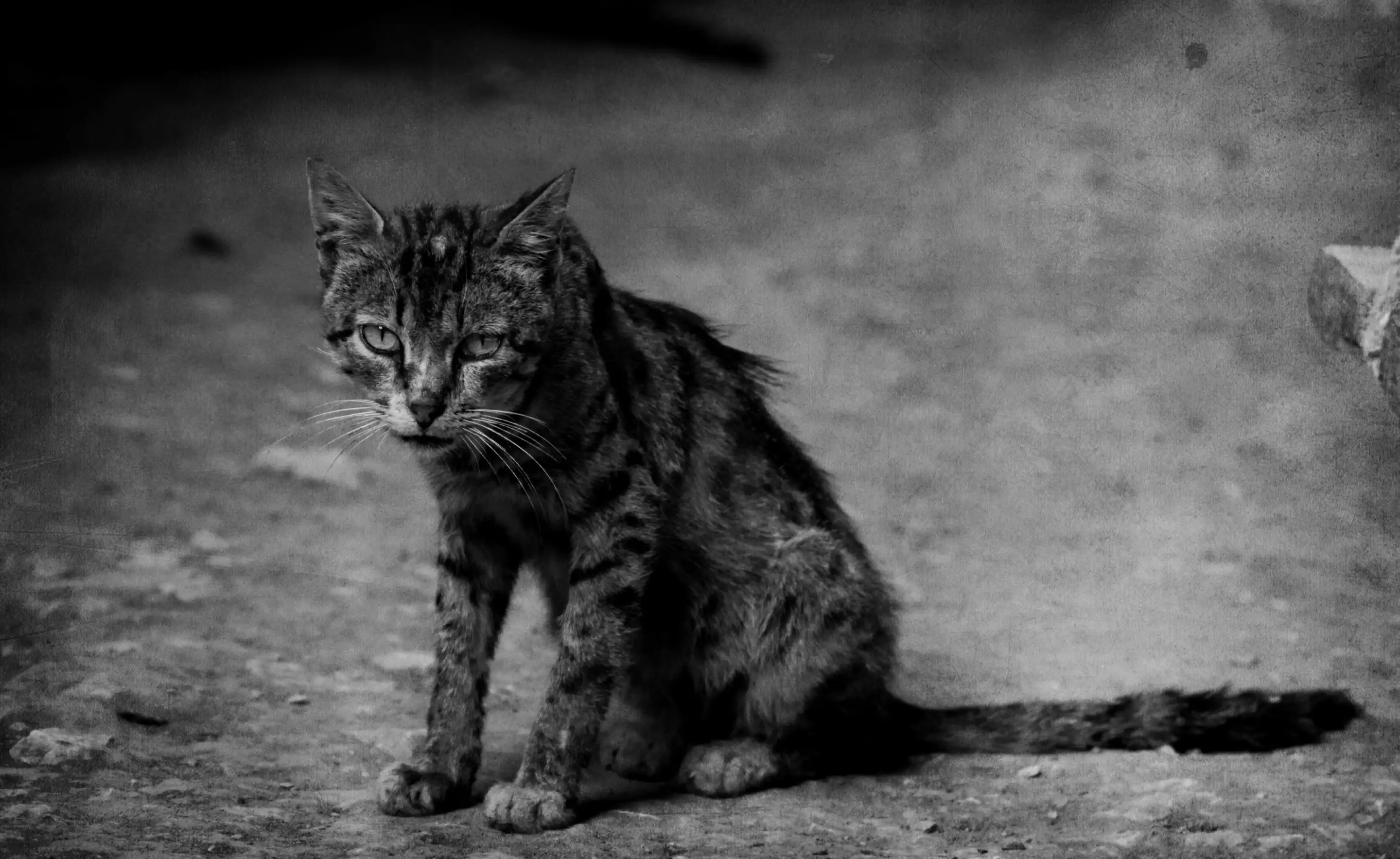 流浪猫的种类(流浪猫种类大全)