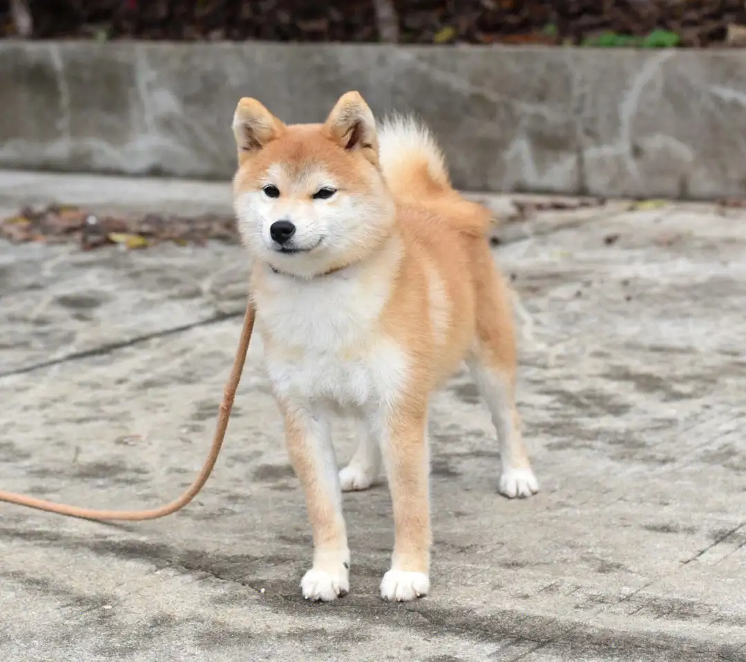 柴犬是什么犬型(柴犬是什么犬型图片)