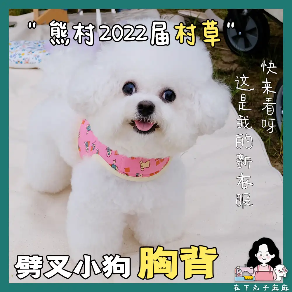 贵宾犬泰迪比熊的区别(贵宾犬泰迪和比熊的区别)