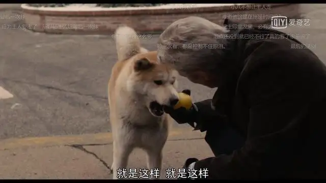 忠犬八公9年是怎么过的(忠犬八公十年等待中遭遇的心酸)