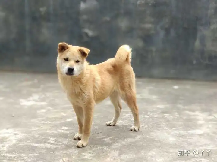 小花狗中华田园犬(小中华田园犬值多少钱)