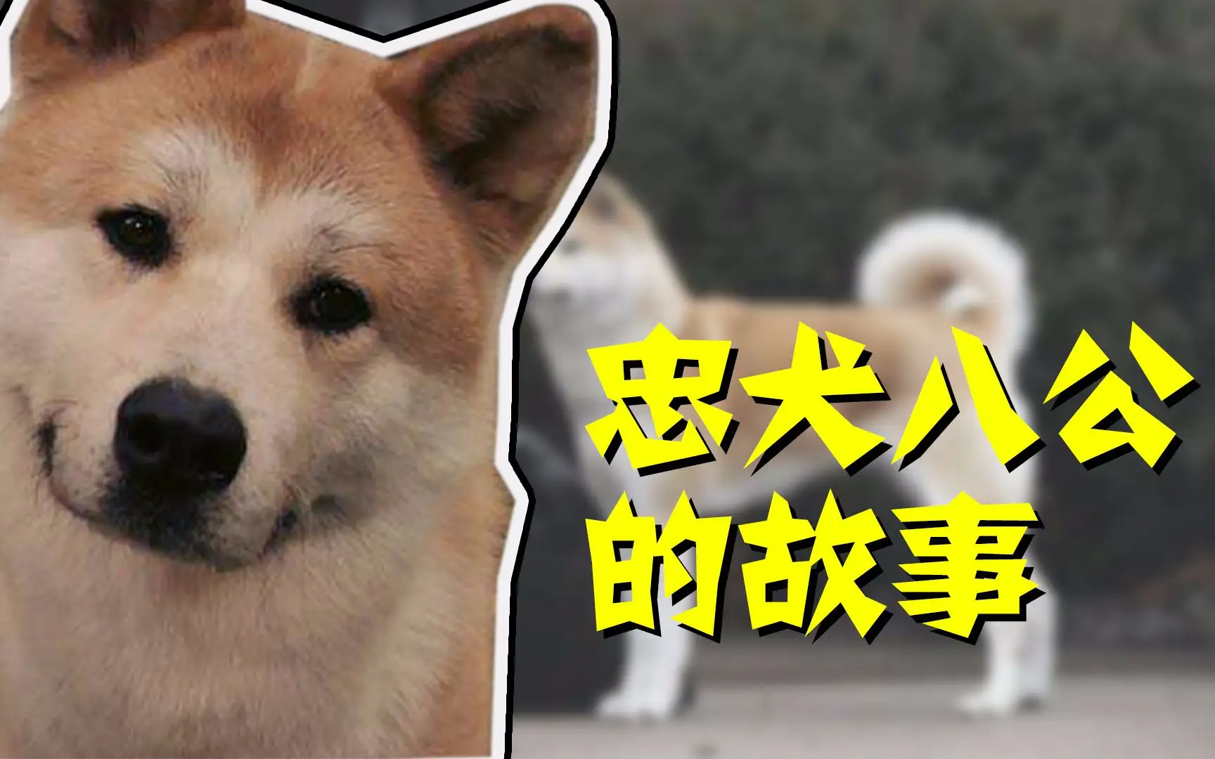 忠犬八公9年是怎么过的(忠犬八公十年等待中遭遇的心酸)