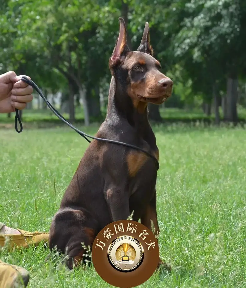 杜宾犬纯种幼犬价格多少钱(杜宾犬纯种幼犬价格多少钱一只)