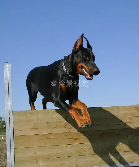 一只纯种的杜宾犬(一只纯种杜宾犬幼崽大概多少钱)