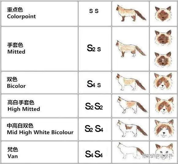 怎样辨别猫咪的品种(怎样辨别猫咪的品种图片)