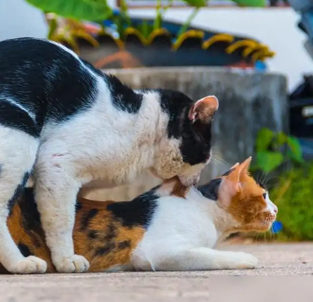 母猫怀孕全过程(母猫怀孕的几个特征)