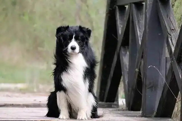 边境牧羊犬饲养(边境牧羊犬饲养方法)