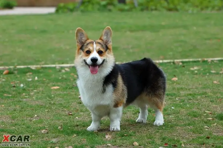 小狗的品种小型犬(小狗的品种小型犬图片)