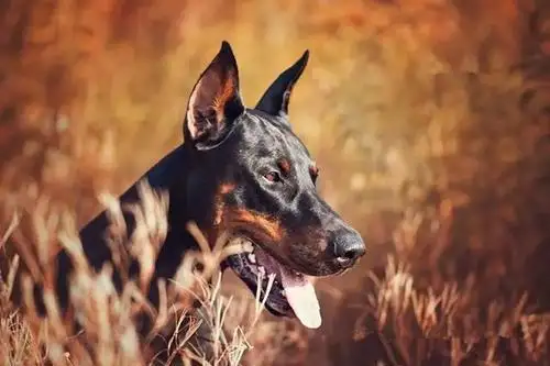 杜宾犬打猎(杜宾犬打猎的特点)