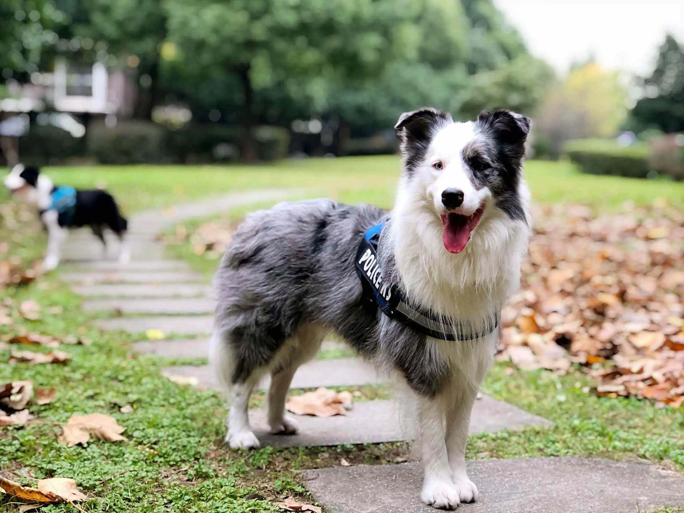 颜值高的中型犬(最受欢迎的中型犬)