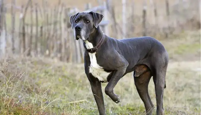 寿命最长的大型犬(寿命最长的犬是什么犬)